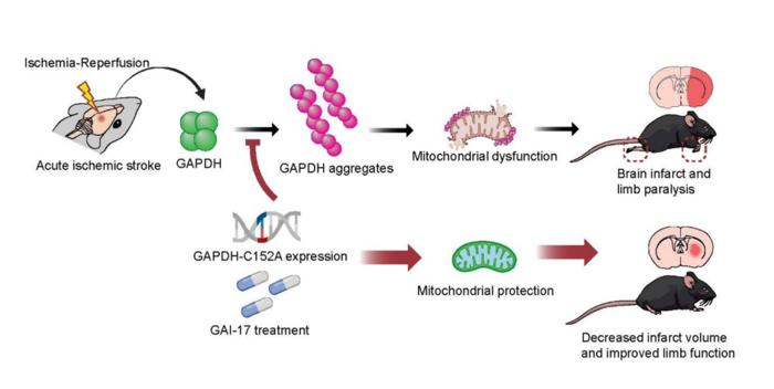 Beneficial effects of GAPDH-C152A expression and GAI-17 on acute ischemic stroke treatment in model mice