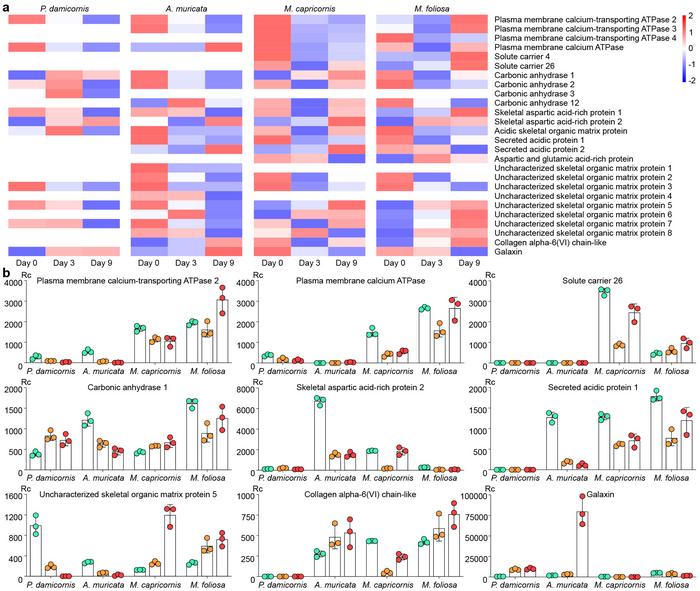 Figure 2. Gene expression changes of skeletome in the 4 reef-building corals under acidic stress.