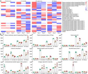 Figure 2. Gene expression changes of skeletome in the 4 reef-building corals under acidic stress.