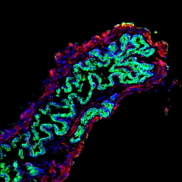 Repaired Mouse Gallbladder