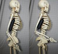 Artificial Muscle