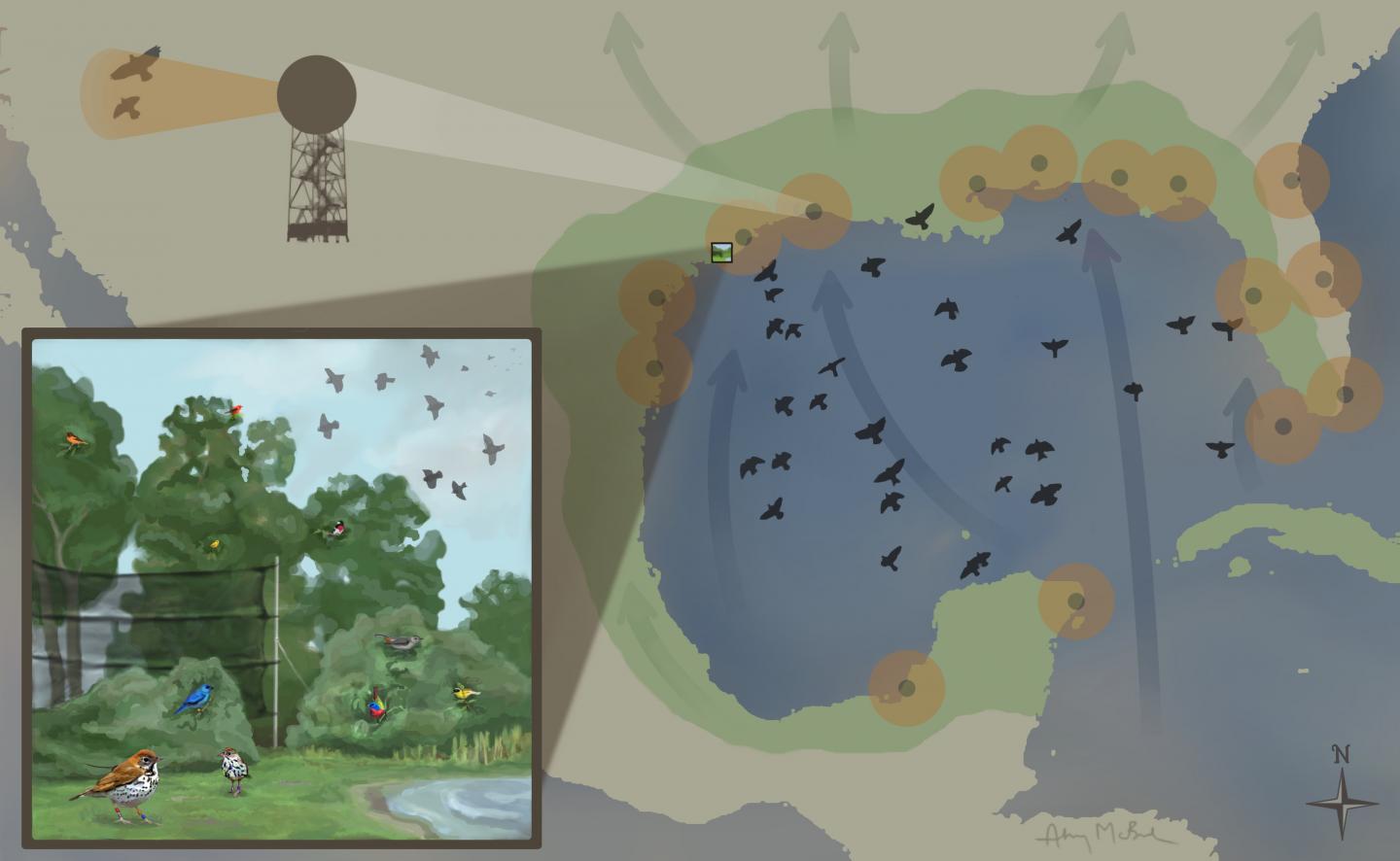 Migratory Birds & Gulf of Mexico