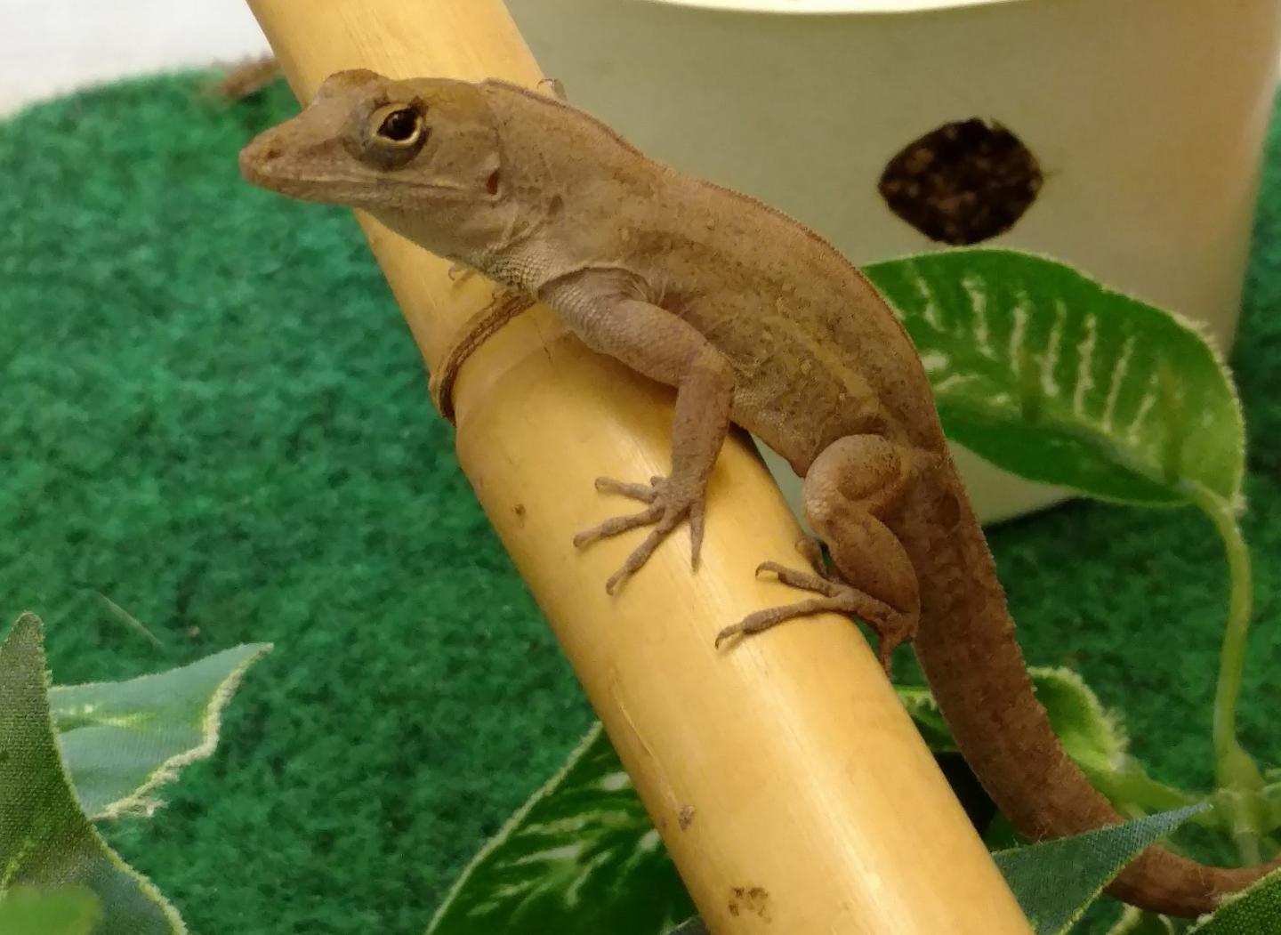 Developing Genomic Tools in Anolis Lizards