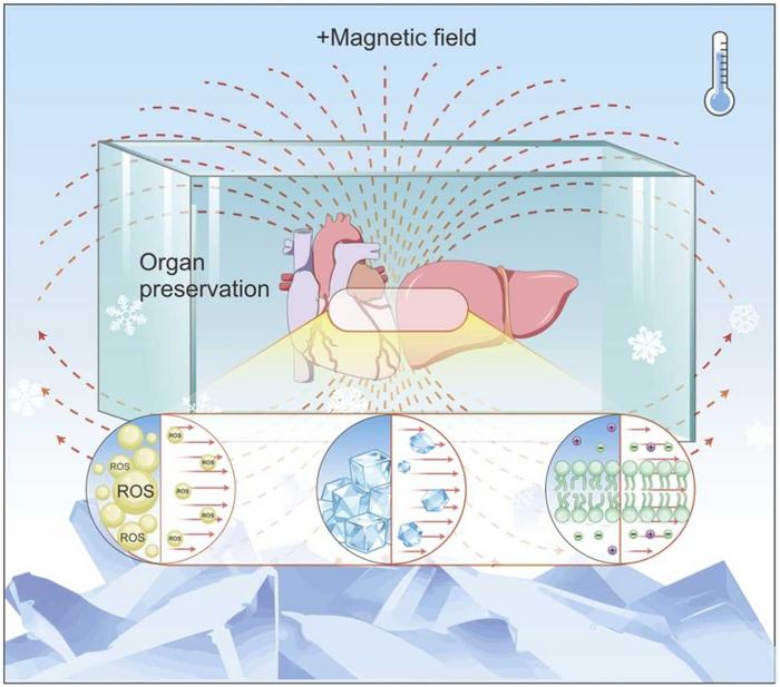 The potential mechanism of magnetic field-assisted organ preservation: Regulation of free radical pairs, ice crystal formation and membrane stability.