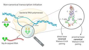 How NpnNs initiate bacterial transcription