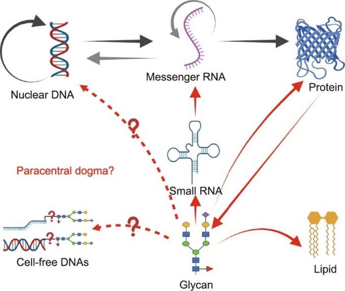 Central dogma and paracentral dogma concepts in molecular biology.