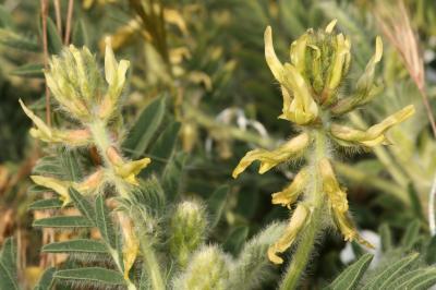 Astragalus nitidiflorus