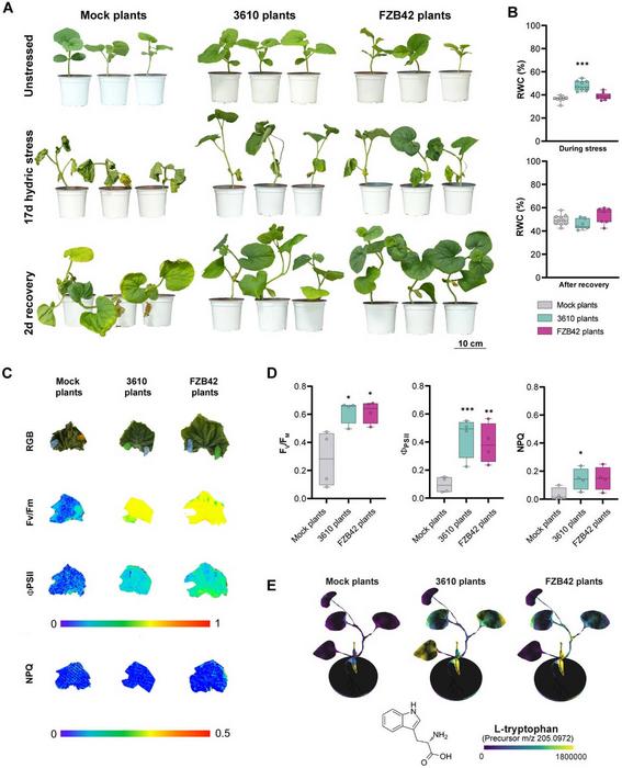 Bacillus subtilis seed priming enhances drought resilience in melon plants.
