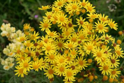 Ragwort Plant