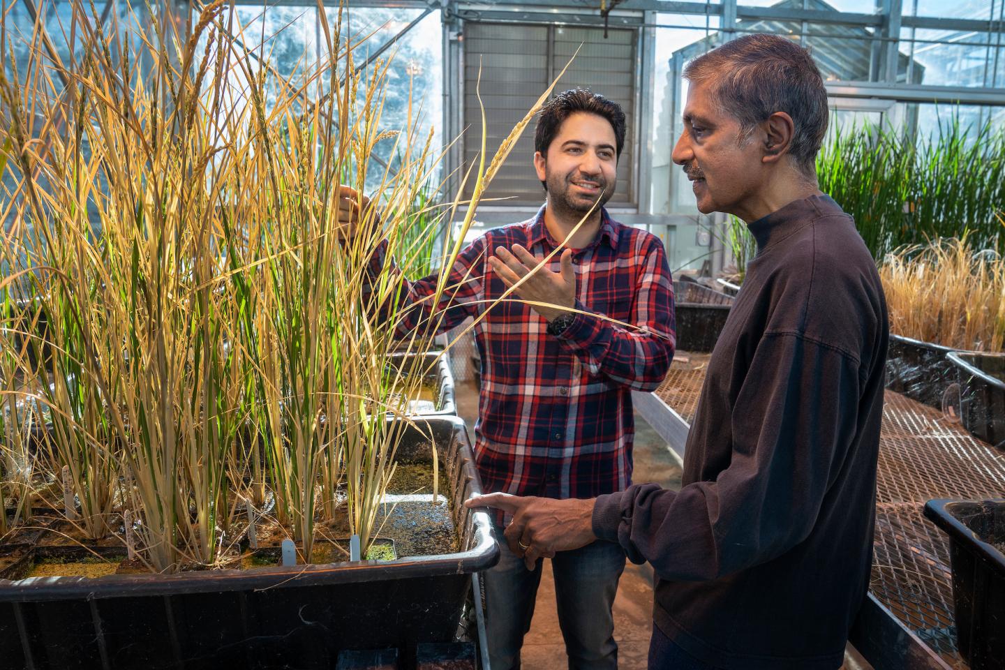 Rice Plants That Grow As Clones From Seed