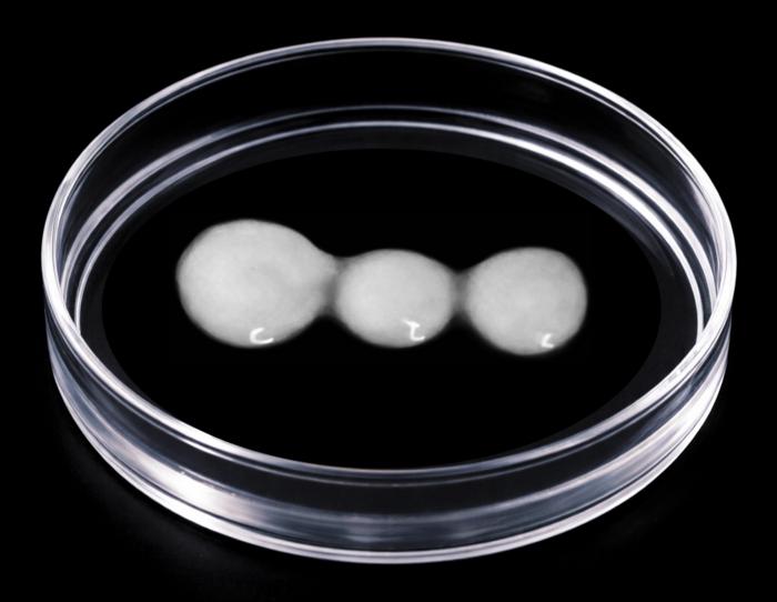 Brain-Spinal Cord-Muscle Organoid