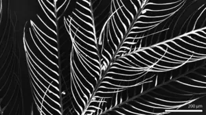 SEM image of modern feather