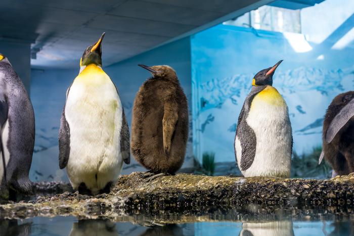 King penguins in the indoor area of Zoo Zurich