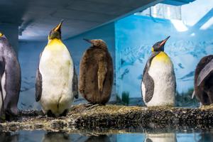 King penguins in the indoor area of Zoo Zurich