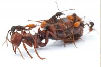 Ants