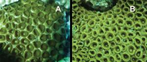 Sibling zoantharians from the Indo-Pacific (A) and the Atlantic (B) oceans.