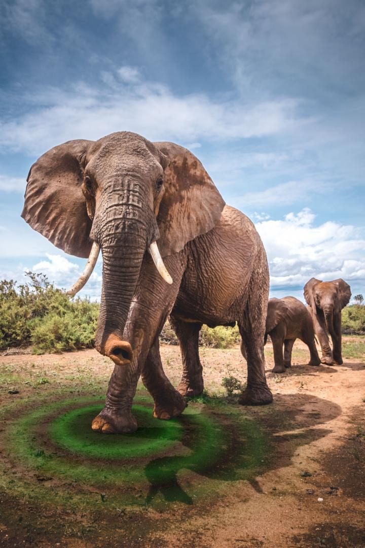 Elephant (3 of 3)