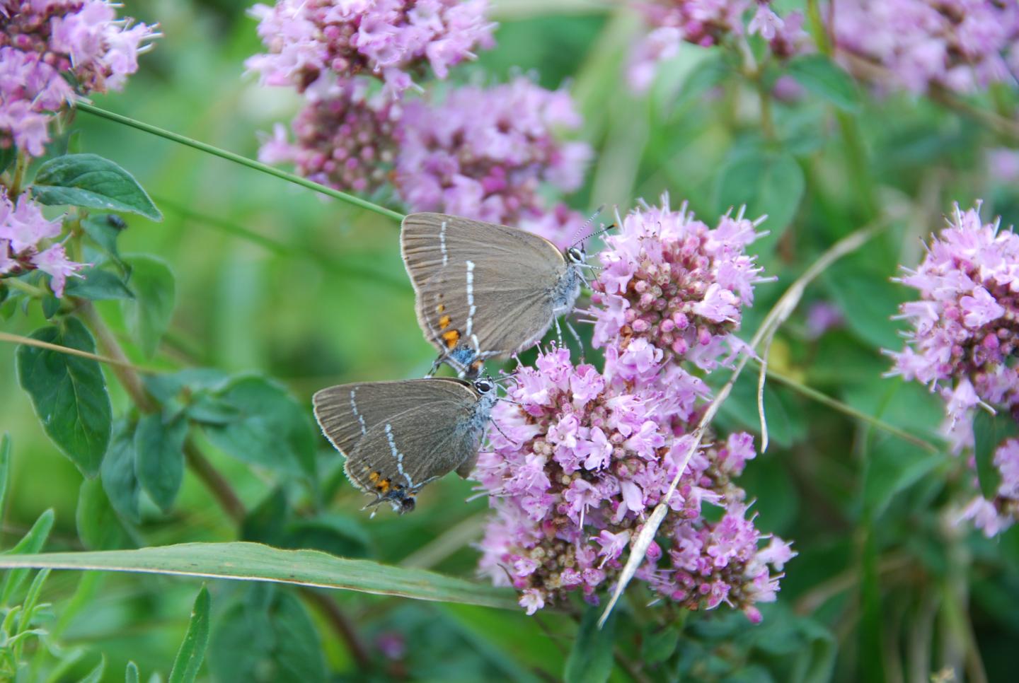 Study Over 200 Years Highlights Steady Loss of Butterfly Species