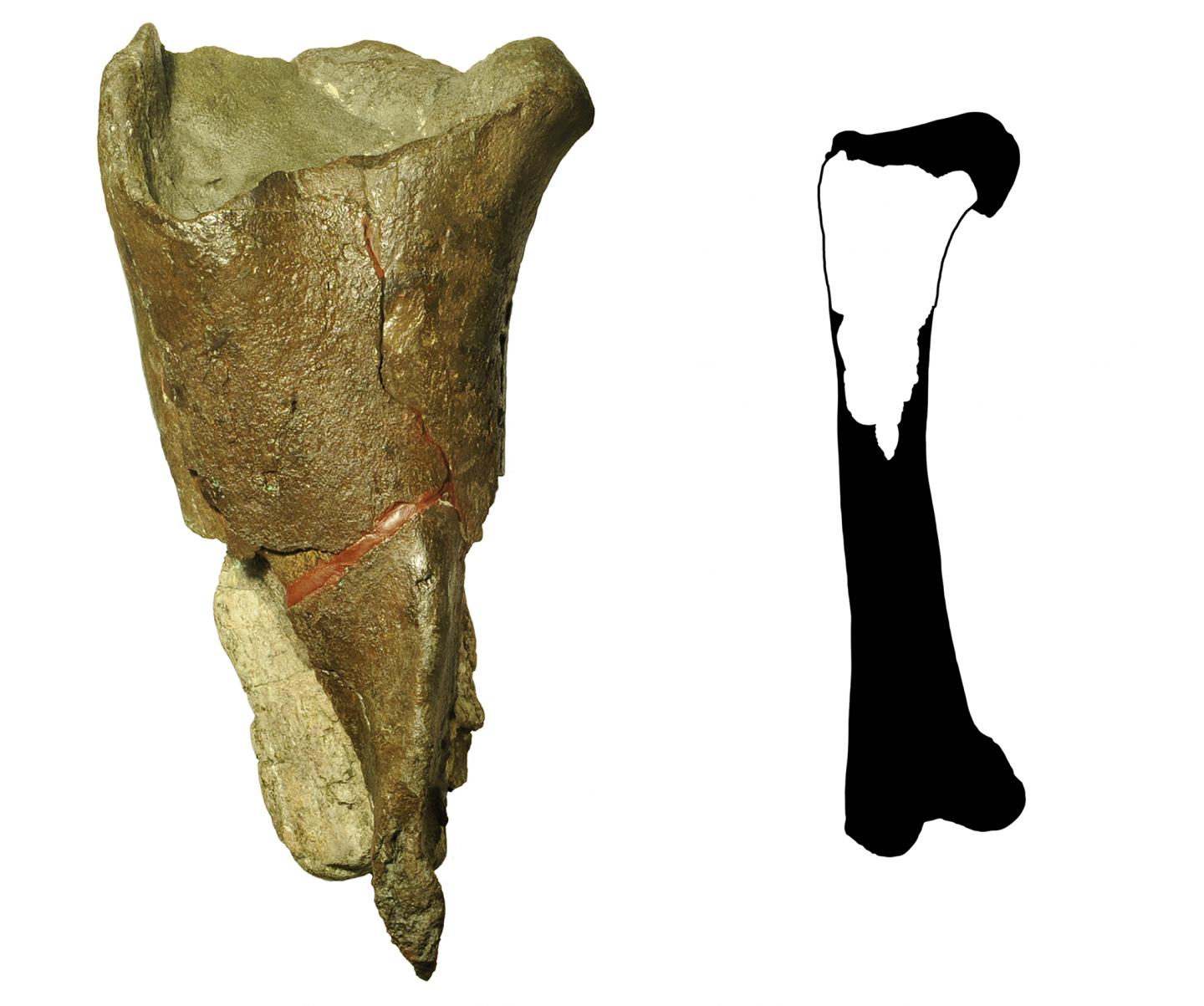 First Fossil in Washington State