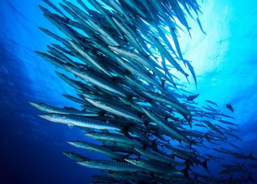 Potential for Saudi Arabian Coral Reefs to Shine