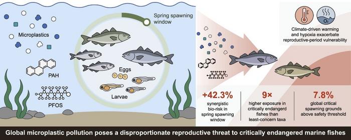 Spawning windows amplify microplastic risks for marine fishes.