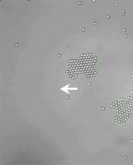 Light-Activated 'Living Crystals' (3 of 3)