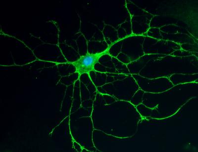 How Myelination Keeps in Tune with Neuronal Activity (3 of 4)
