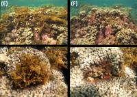 Before and After Algae Removal