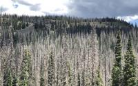 Tree Die-off