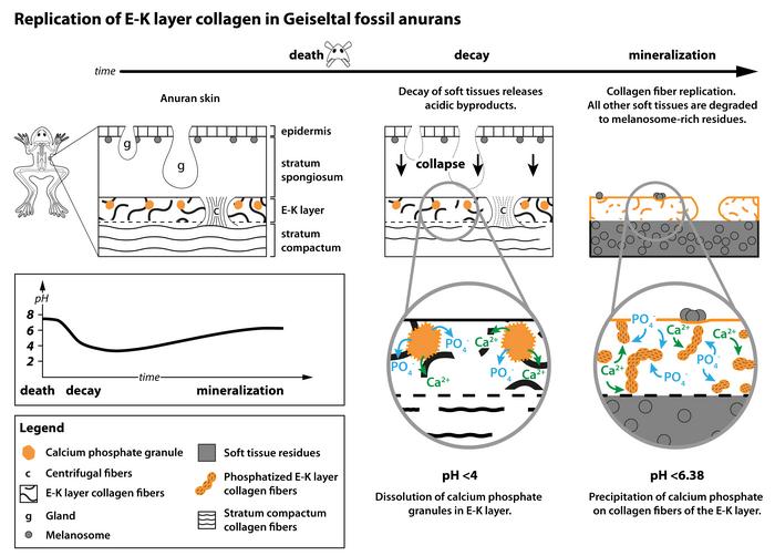 The replication process of the frog skin at a glance.