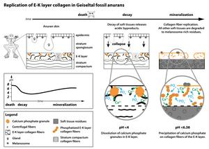 The replication process of the frog skin at a glance.