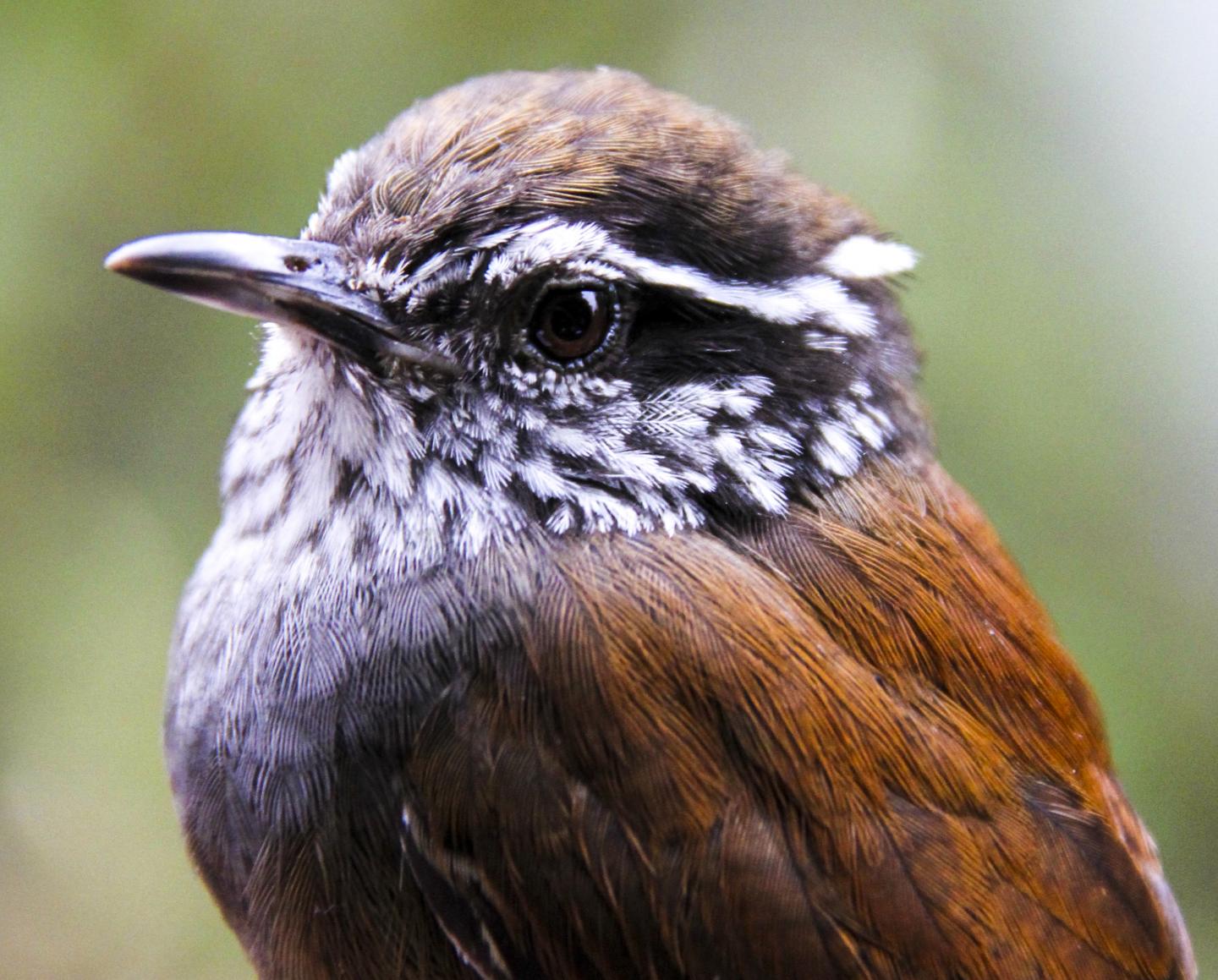 Bye, Bye Birdies -- More Are at Risk of Extinction than Previously Thought (1 of 6)