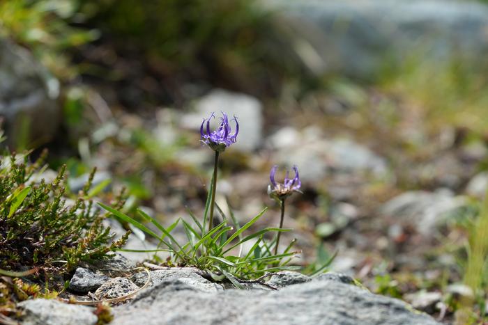 Fig. 5: Phyteuma hemisphaericum (Globe-headed Rampion): Globe-headed Rampion (Phyteuma hemisphaericum) is a characteristic plant of alpine grasslands.