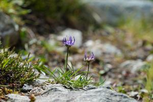 Fig. 5: Phyteuma hemisphaericum (Globe-headed Rampion): Globe-headed Rampion (Phyteuma hemisphaericum) is a characteristic plant of alpine grasslands.