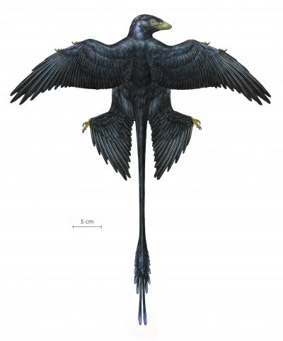 Microraptor Reconstruction