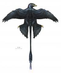 Microraptor Reconstruction