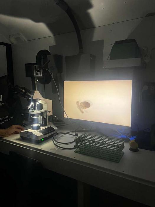 Queen Conch Microscope