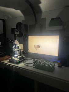 Queen Conch Microscope