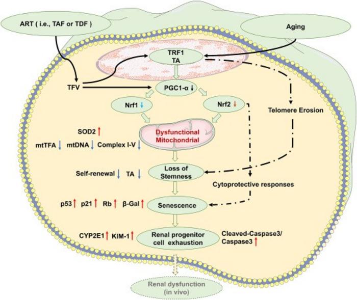 The functionality of oUSCs in the context of antiretroviral agents such as TFV