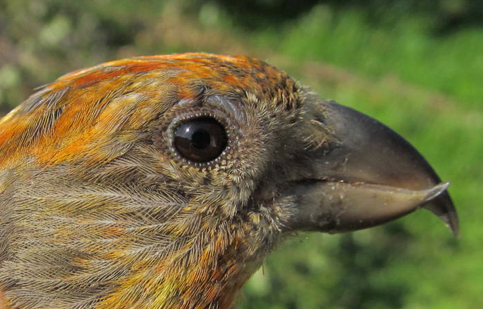 Red crossbill
