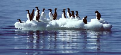Eggs Show Arctic Mercury Cycling May Be Linked to Ice Cover