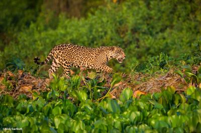 Jaguar