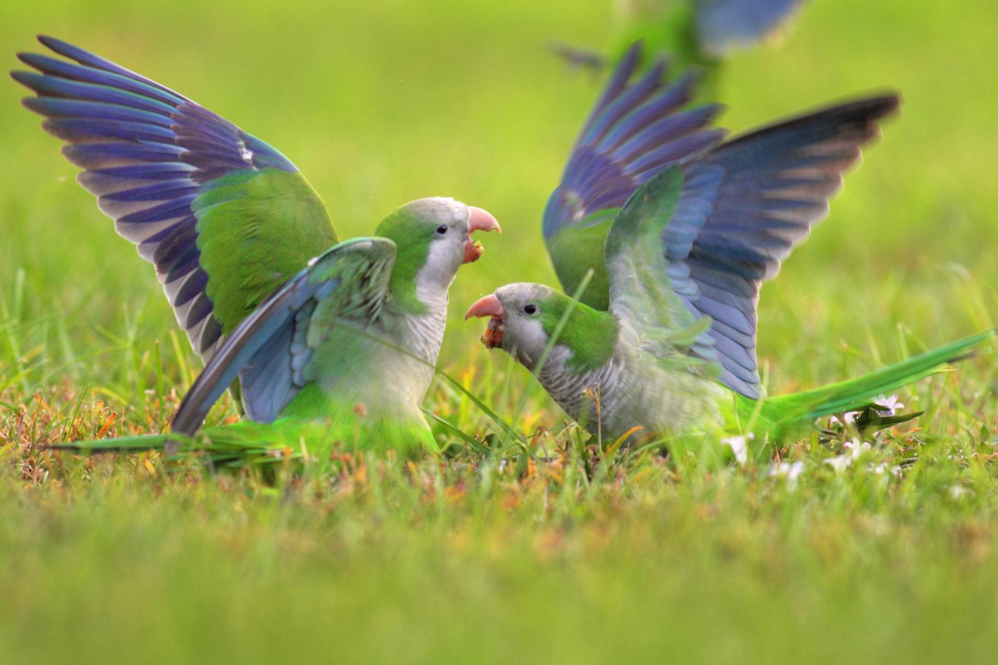Fighting Monk Parakeets