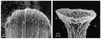 Densified Carbon Nanotube -- Side View