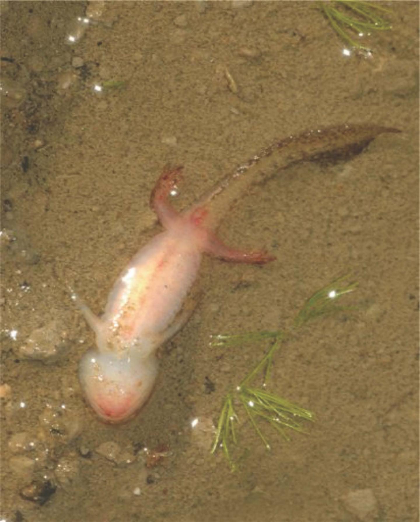 Deceased Amphibian