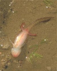 Deceased Amphibian