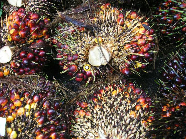 Harvested Fruit