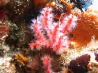 <i>Psammogorgia hookeri</i> (2 of 2)