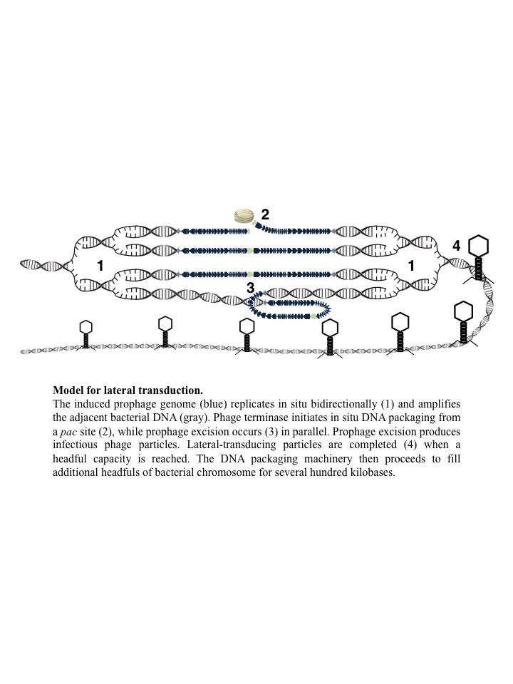 Model for Lateral Transduction