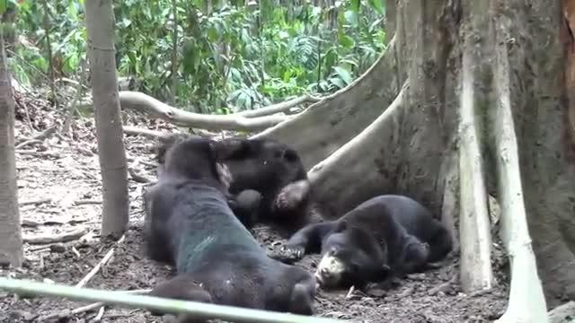Gentle Play -- Two Sun Bears Play